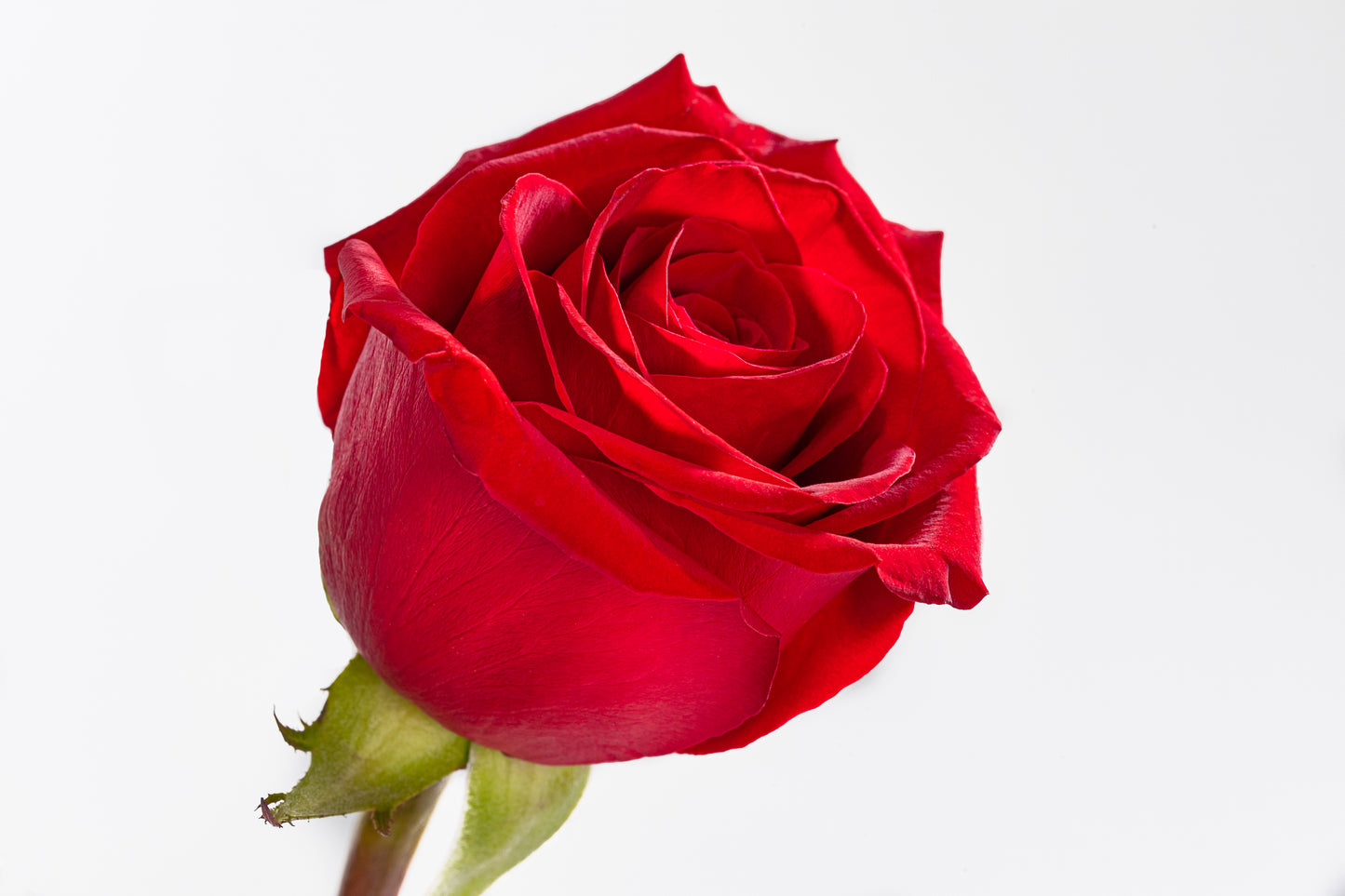 12 Long Stem Roses Arrangement